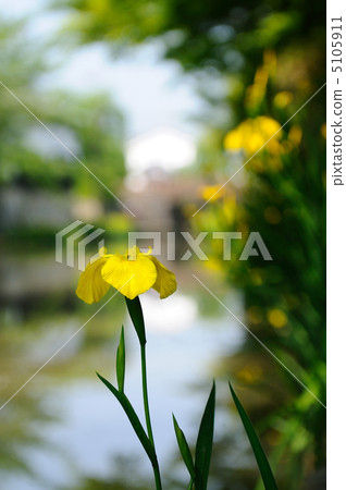 Yellow iris 5105911