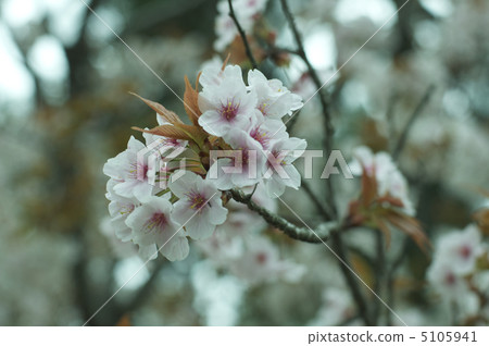 Sakura no Hana (Nijo Castle · Sakura no Garden / Kyoto City Nakagyo Ward) 5105941
