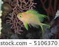 Pacific cod Hanadai 5106370