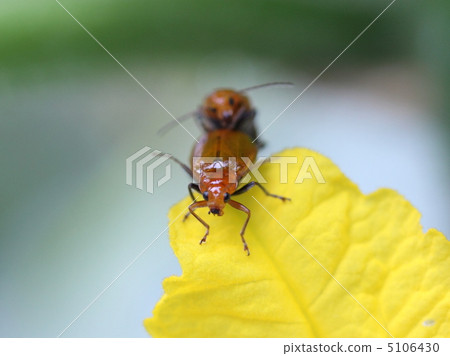 交配烏里鯡魚 5106430