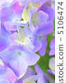 Flower hydrangea 5106474