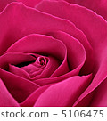 Rose   5106475