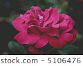 Rose   5106476
