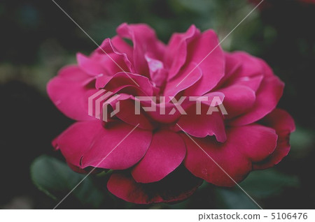 Rose   5106476