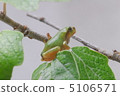 Rain with frogs 5106571