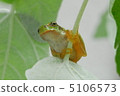 Rain with frogs 5106573