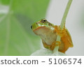 Rain with frogs 5106574