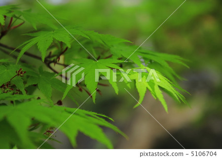 Fresh green maple 5106704