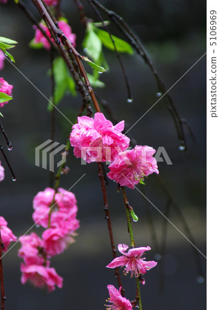 哭泣的花大腿 哭泣的花大腿 5106969