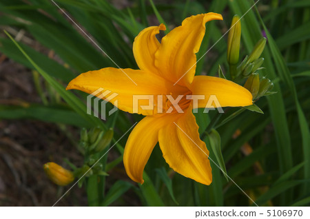 甘草花 甘草花 5106970