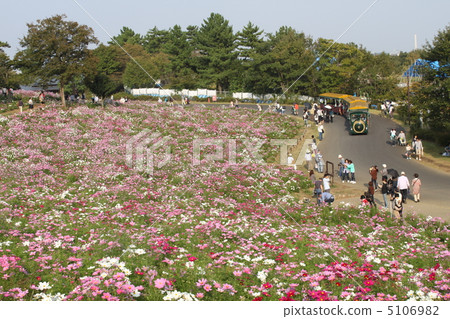 Cosmos of the National Showa Showa Memorial Park and Park Train 5106982