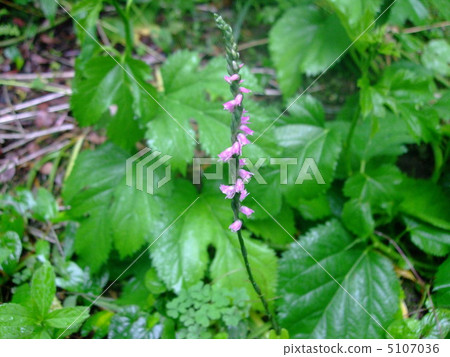 Flower tortoise 5107036