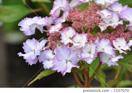 (First love) The name of hydrangea 5107070