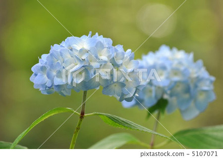 Princess Hydrangea (Rosea) 5107071