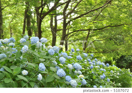 令人耳目一新的公主繡球花（Rosea） 5107072