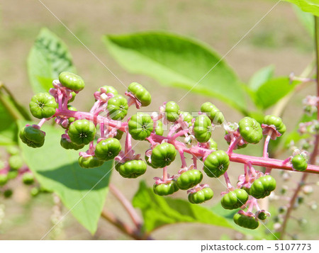 山區鄉房 5107773