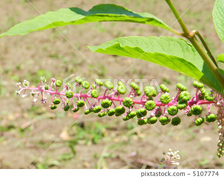 American pokeweed 5107774
