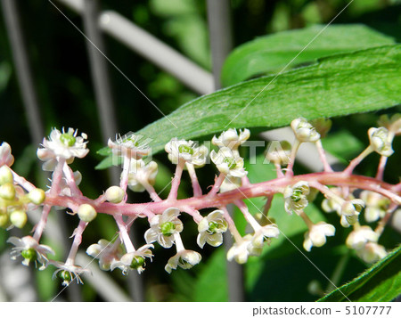 山區鄉房 5107777