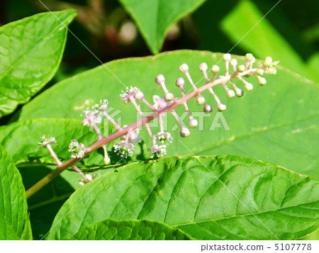 山區鄉房 山區鄉房 5107778