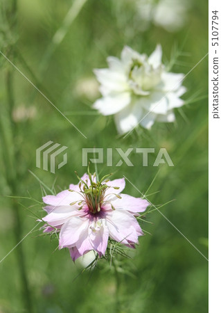 Nigella 5107794
