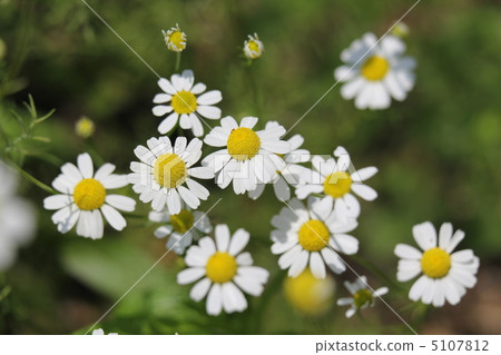 Chamomile 5107812