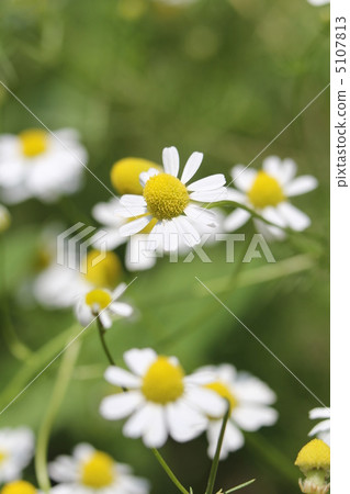Chamomile 5107813