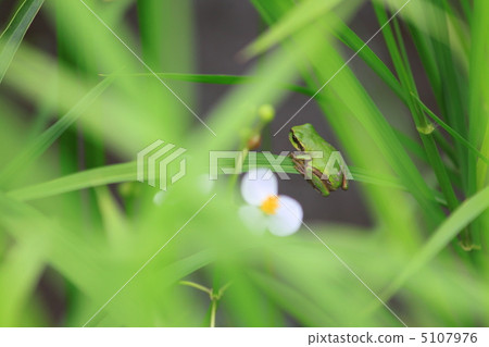 拉麵與稻田 拉麵與稻田 5107976