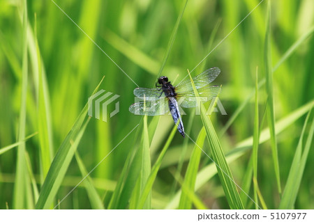 米領域蜻蜓 5107977