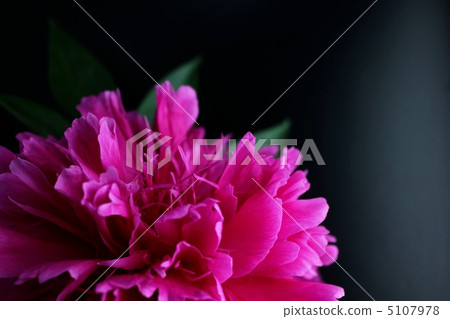 牡丹（理查德卡貝爾） 5107978