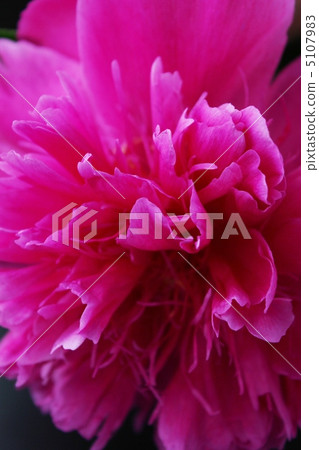 Peonies (Richard Kabel) 5107983