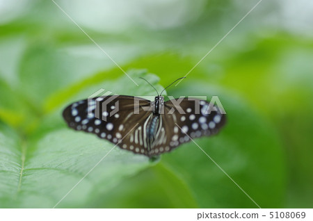 蝴蝶 5108069