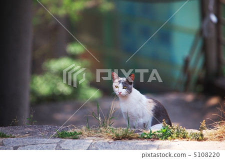 Cat Cat 5108220