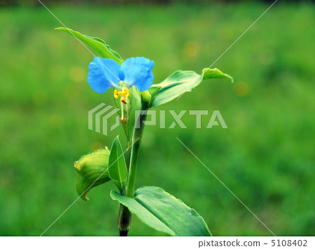 Commelina communis 5108402