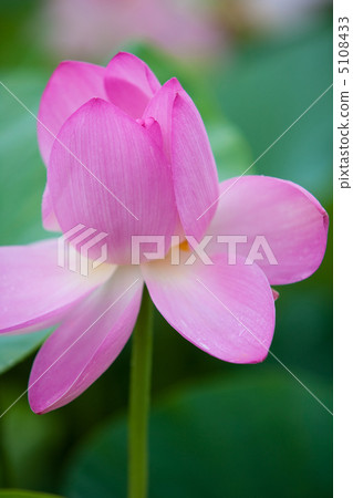 一朵蓮花 一朵蓮花 5108433