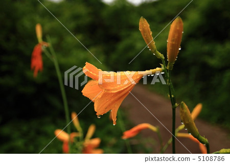 Nikkokishge Nikkokishge 5108786