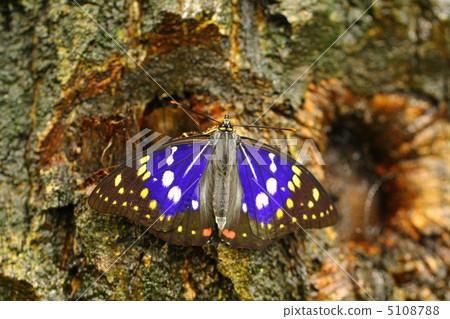 National butterfly Omurasaki 5108788