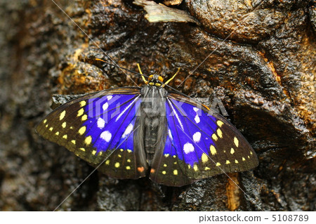 National butterfly Omurasaki 5108789