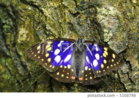 National butterfly Omurasaki male National butterfly Omurasaki male 5108798