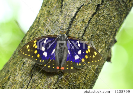 National butterfly Omurasaki male 5108799