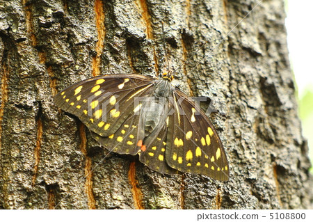 National butterfly omurasaki female National butterfly omurasaki female 5108800