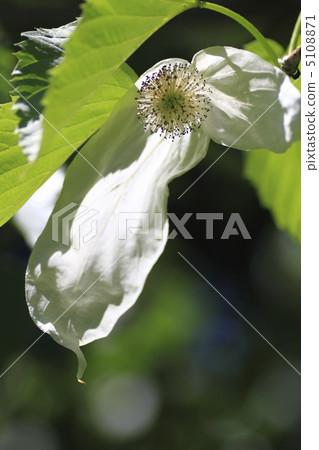 Handkerchief Handkerchief 5108871