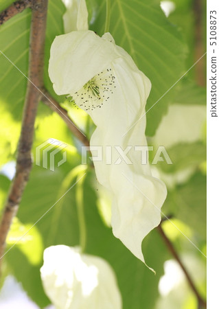 Handkerchief 5108873