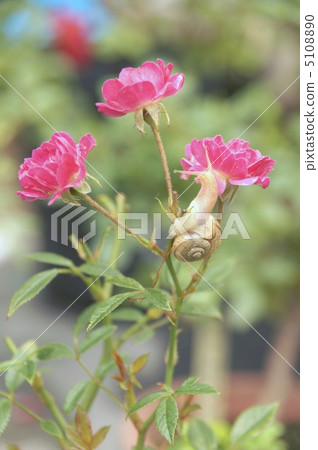 蝸牛和微型花 5108890