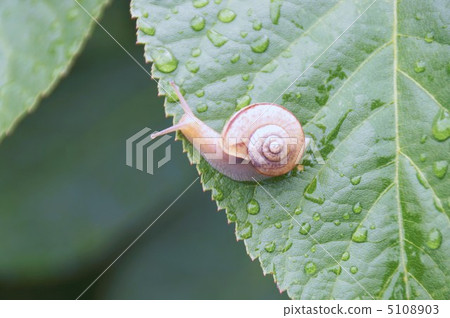 Snail of rainy season and leaves of hydrangea 5108903