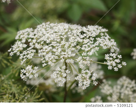 A flower of a peach tree 5109121