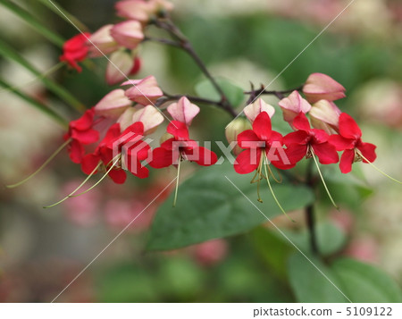 Gempeak flowers 5109122