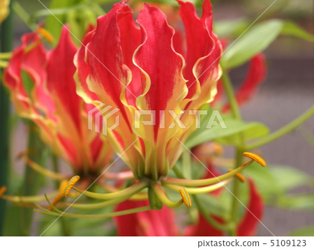 Gloriosa flowers 5109123