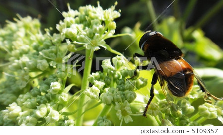 Early summer 5109357