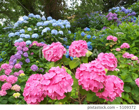 在Hara溫泉·繡球花 在Hara溫泉·繡球花 5109372