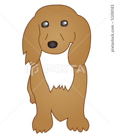 Dachshund  5109581